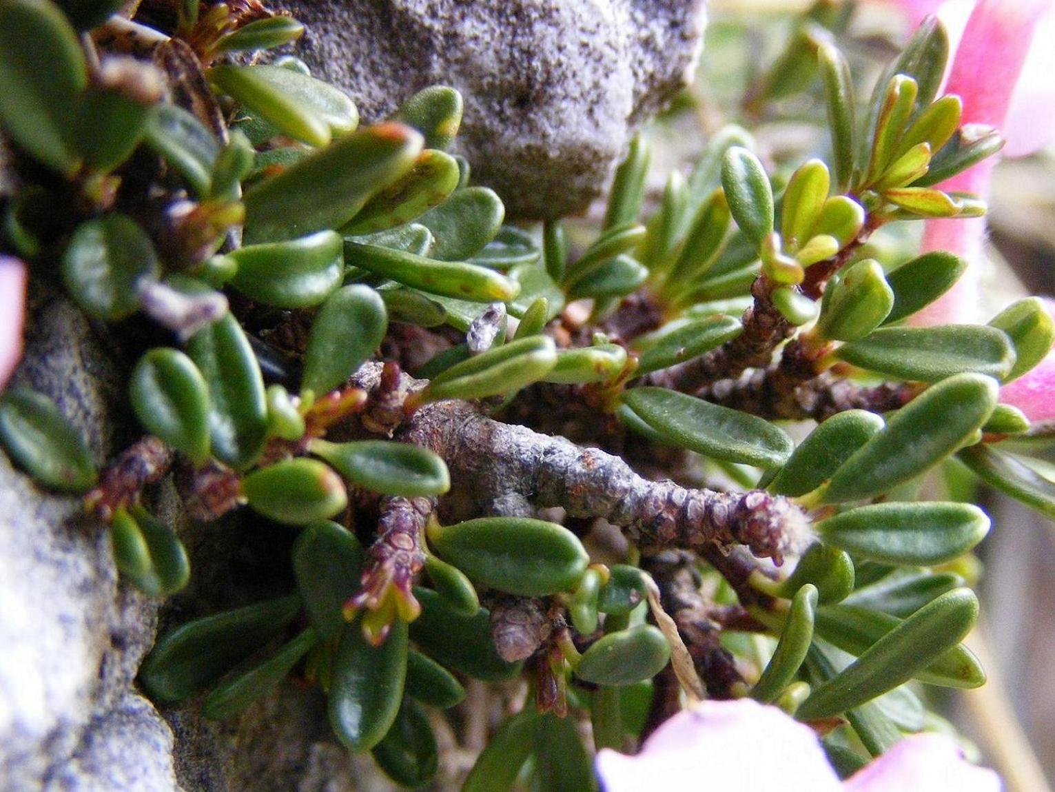 Daphne petraea / Dafne minore